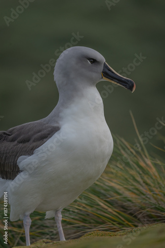 an adult grey-headed albatross