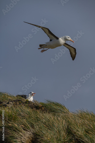 Grey-headed albatrosses in flight