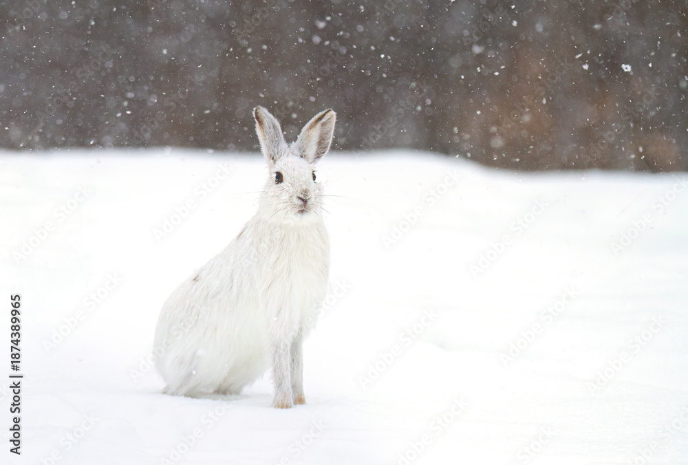 Fototapeta premium White snowshoe hare or Varying hare running in the falling snow in a Canadian winter