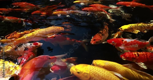 Slow motion group of colorful Japanese Koi fish or crap fish eat feed food in pound decorative fish at home