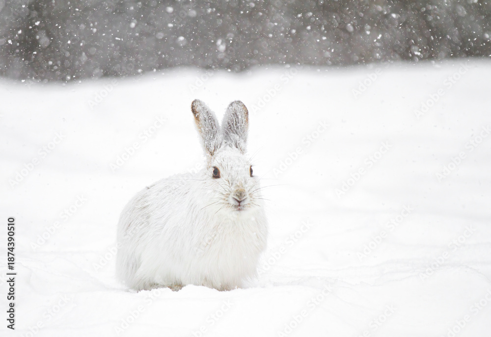 Fototapeta premium White snowshoe hare or Varying hare running in the falling snow in a Canadian winter