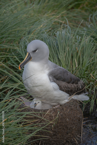 Grey-headed albatross with its chick in the nest