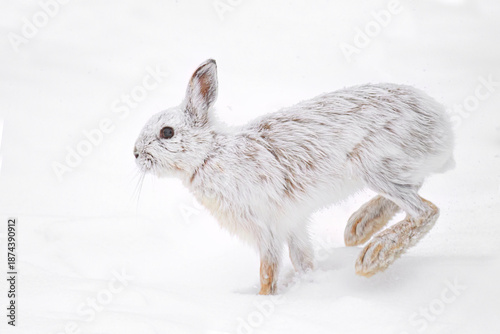 Arctic Hare or Snowshoe Hare isolated on white background running in snow in Canada