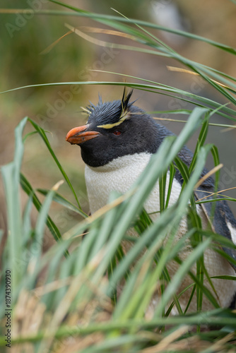 yellow-crested penguin among grass