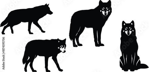 Wolf silhouettes in different poses, wild forest predator animals, black wildlife illustrations, realistic canine figures, isolated on white background