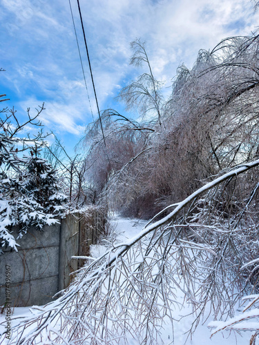 Картината върху платно Power line failure due to ice storm, fallen tree branches on electric wires