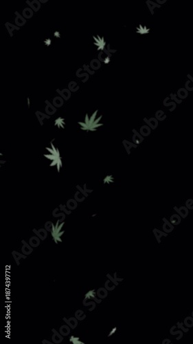 vertical cannabis leaves animation, on transparent background, perfect for digital composition 4k video