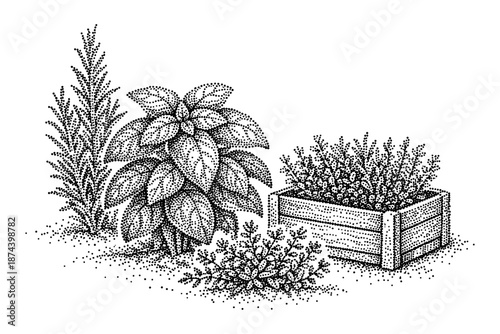 Detailed botanical dot art: herb and plant display in stippling technique