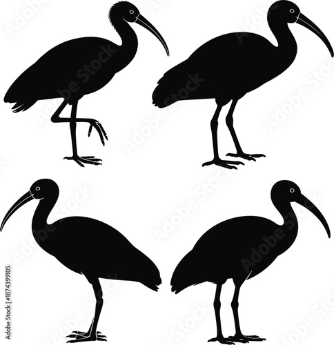 Ibis bird silhouette collection, wild water bird standing poses, long beak avian profile, nature wildlife vector