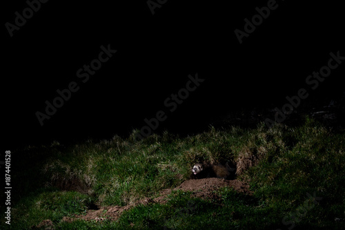 Konstfotografi A ferret peeks out from its burrow in the grass, its mouth open as if to vocalize or yawn