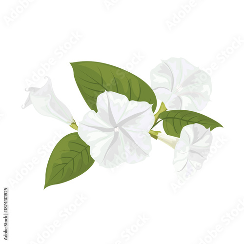 Moonflower Night Blooming Blossom