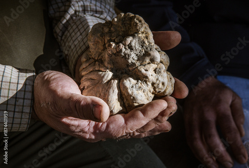 truffe blanche sortie  de terre , une trésor silencieux à la beauté intérieure , le luxe du temps lent et de l'emotion rare, au parfum de terre , champignon rare , tuber magnatun pico , truffe rare , 