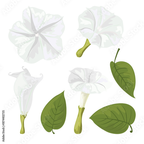 Moonflower Night Blooming Blossom