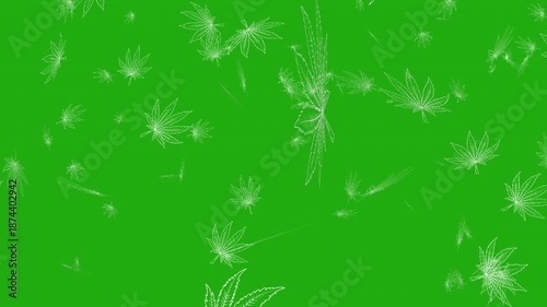 falling cannabis leaves line animation on green screen background 4k video