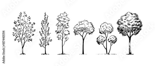 set of trees in lines in minimalist CAD. Set of sections of wetland forest outlines for landscape design drawing. Vector illustration in separate elements.