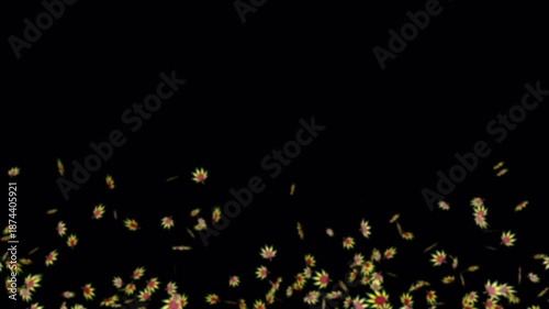 Falling cannabis leaves from down, blury isolated on black background perfect for digital composition