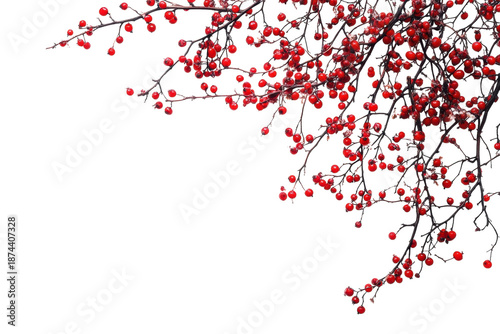Natural winter berry twig with red berries on plain white surface isolated on transparent background