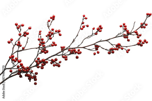 Minimal winter berry branch botanical detail on white backdrop isolated on transparent background
