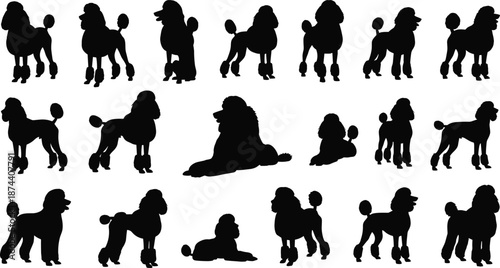 Black silhouette collection of eighteen poodle dog poses highlighting grooming styles, fluffy tails, and distinctive postures for pet design illustration