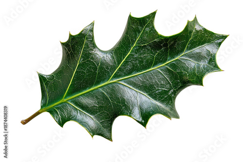 Simple overhead view of winter holly branch with berries on neutral white surface isolated on transparent background