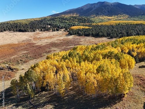 Aspens, San Francisco Peaks