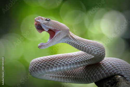 Photos Pink mangrove pit viper Trimeresurus purpureomaculat