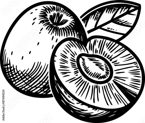 hand drawn illustration of fresh plums with leaf, whole and halved fruit detailed sketch