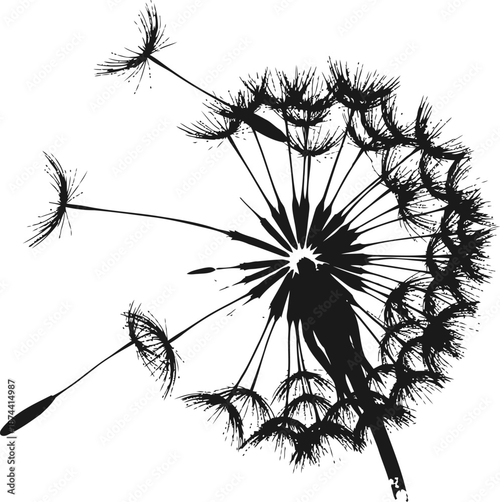 Fototapeta premium silhouette of dandelion with seeds blowing in the wind on white background