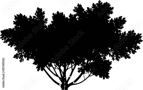silhouette of a dense tree with broad leafy canopy isolated on white background