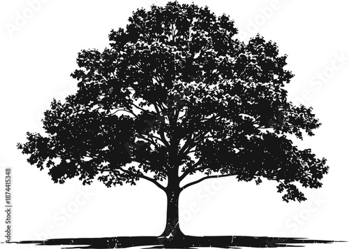 Large mature tree silhouette with spreading branches and detailed foliage shape