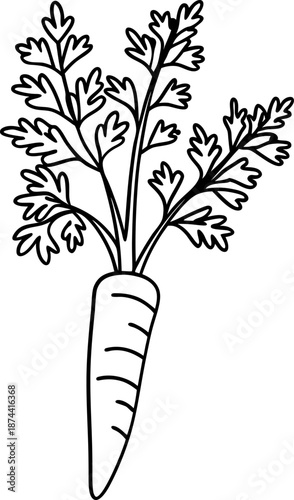 Carrot with leafy greens black outline drawing, healthy vegetable and vegan food illustration
