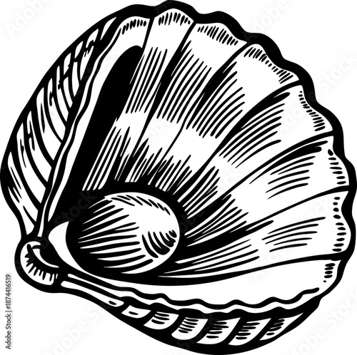 Open seashell with pearl inside, detailed vintage black and white engraving illustration