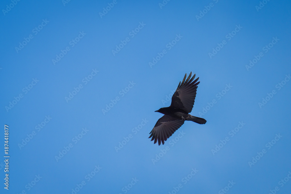 Obraz premium a flying raven on the clear blue sky 