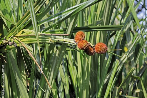 Pandanus affines, genus screw trees, fruits, useful plant, shrub, Singapore, Southeast Asia