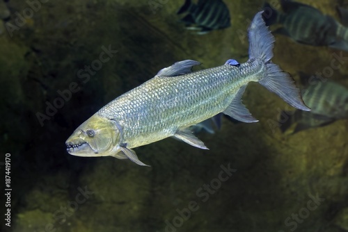 Giant tiger tetra (Hydrocynus goliath), water dog, freshwater fish, adult, swimming, Congo basin