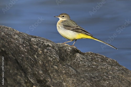 Grey wagtail (Motacilla cinerea), standing on rock, Switzerland