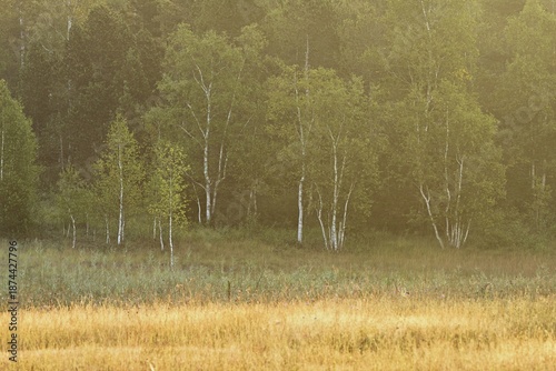 Forest of bog birch trees in an upland moor, Rothenthurm, Canton Schwyz, Switzerland