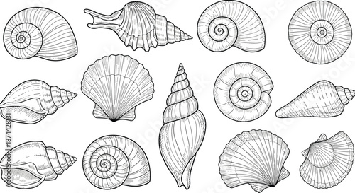 Seashell silhouette illustration, marine mollusk design, black and white drawing, ocean shell variety, nature texture, underwater art, biology reference, coastal icon