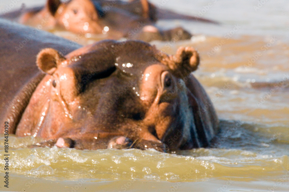 Fototapeta premium Ethiopian hippopotamus on a cloudy winter day.