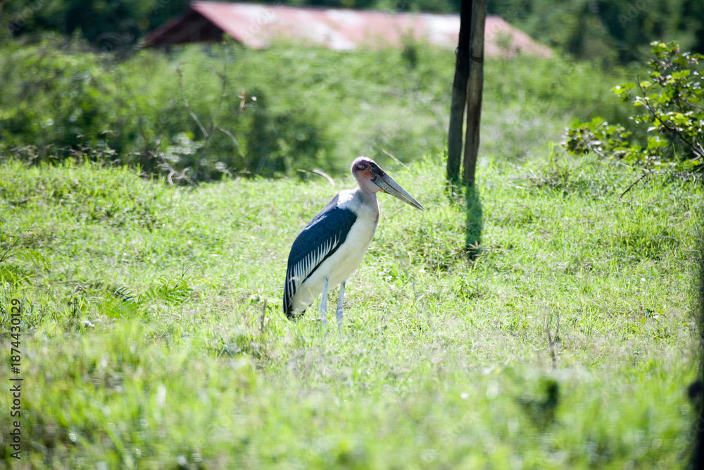 Fototapeta premium Ethiopian marabou close-up.
