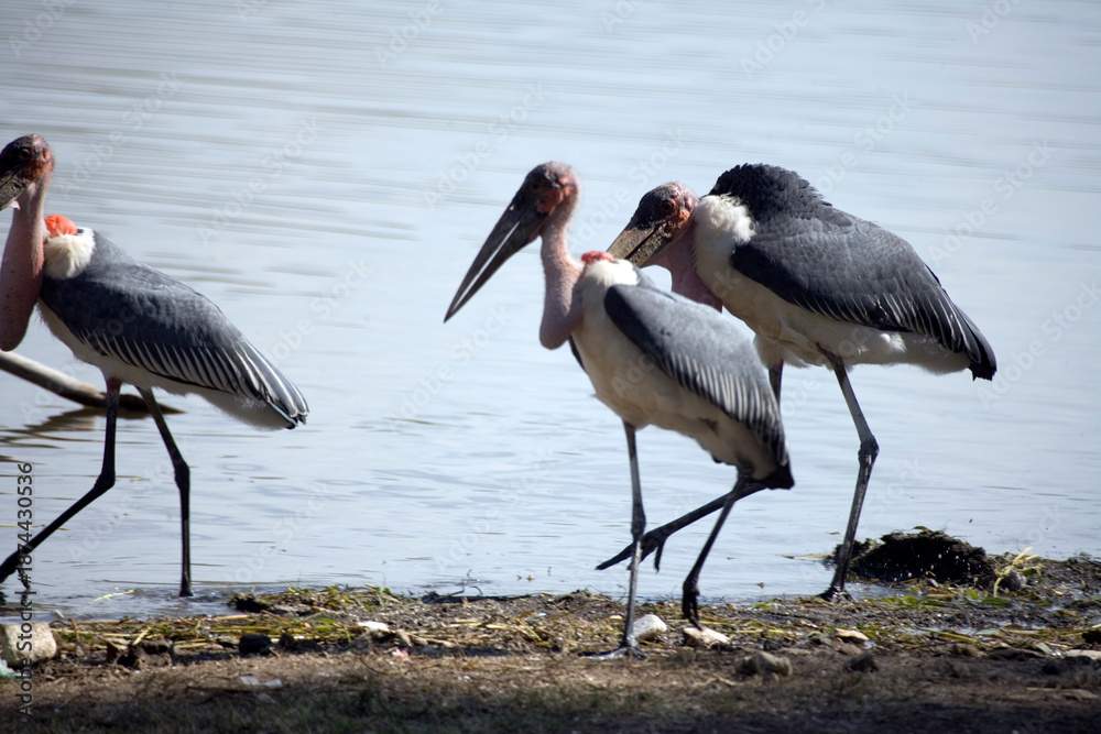 Fototapeta premium Ethiopian marabou close-up.