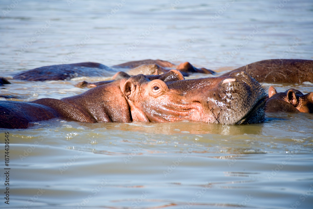 Fototapeta premium Ethiopian hippopotamus on a cloudy winter day.