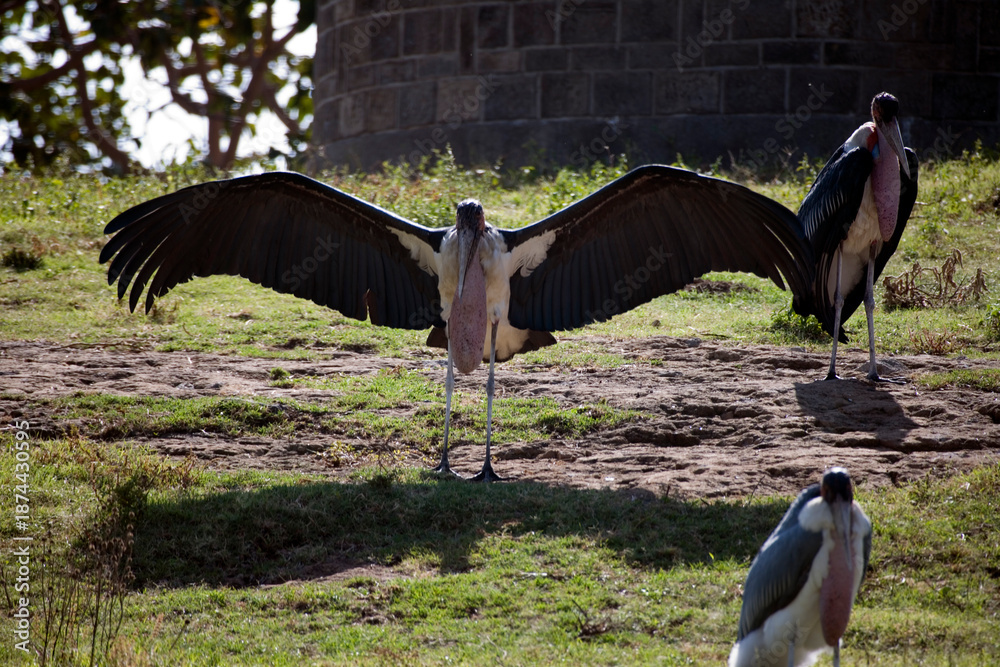 Fototapeta premium Ethiopian marabou close-up.