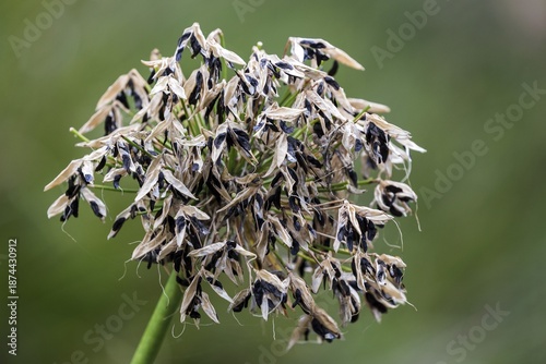 Faded inflorescence of the ornamental lily (Agapanthus), Madeira, Portugal