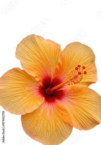 Detailed image of a vibrant orange tropical hibiscus flower isolated against a clean white backdrop, highlighting the texture and bright color, bold, stamen, simple