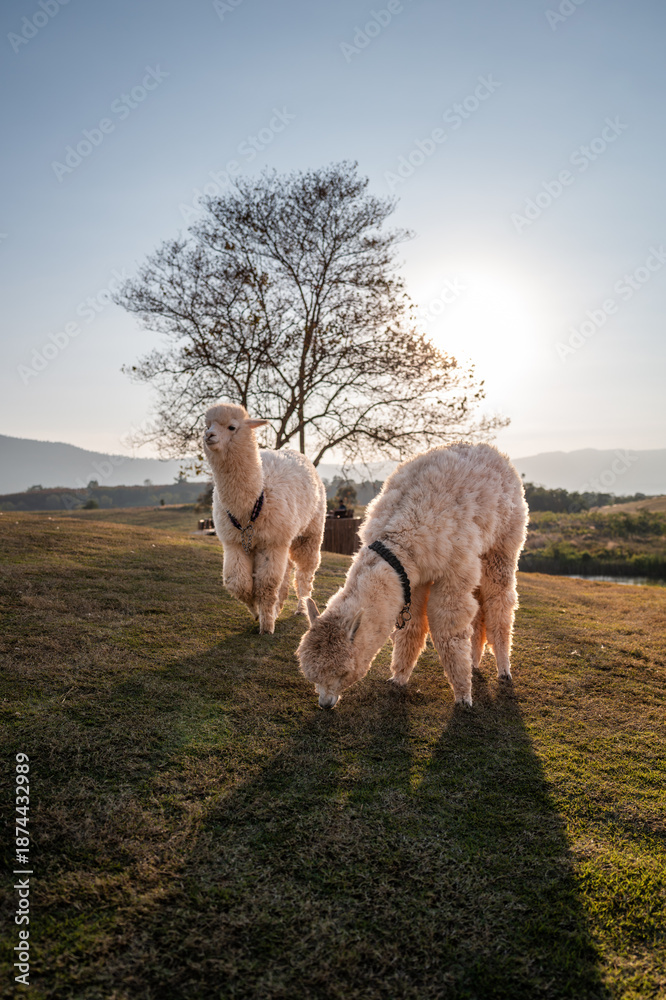 Obraz premium Two alpacas walking freely on the grassy valley to find some foods with background of sunset.