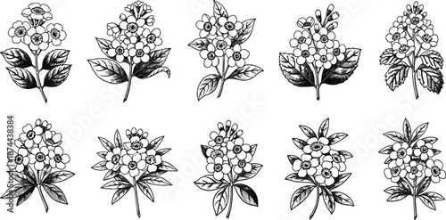 Botanical flower bouquet engraving line art set, cad drawing flat vector illustration for floral design, patterns, coloring, packaging, vintage print