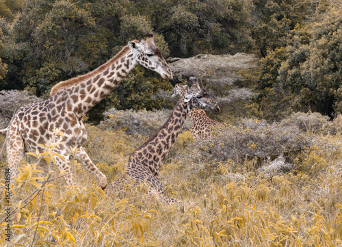 Photography Giraffe family walking through African savanna
Three giraffes walking together through natural African savanna vegetation, showing wildlife, family bonds, and freedom in nature