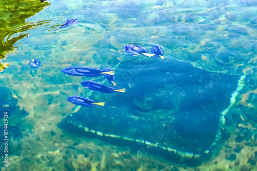 A school of blue ocean fish is swimming near the surface of the water.