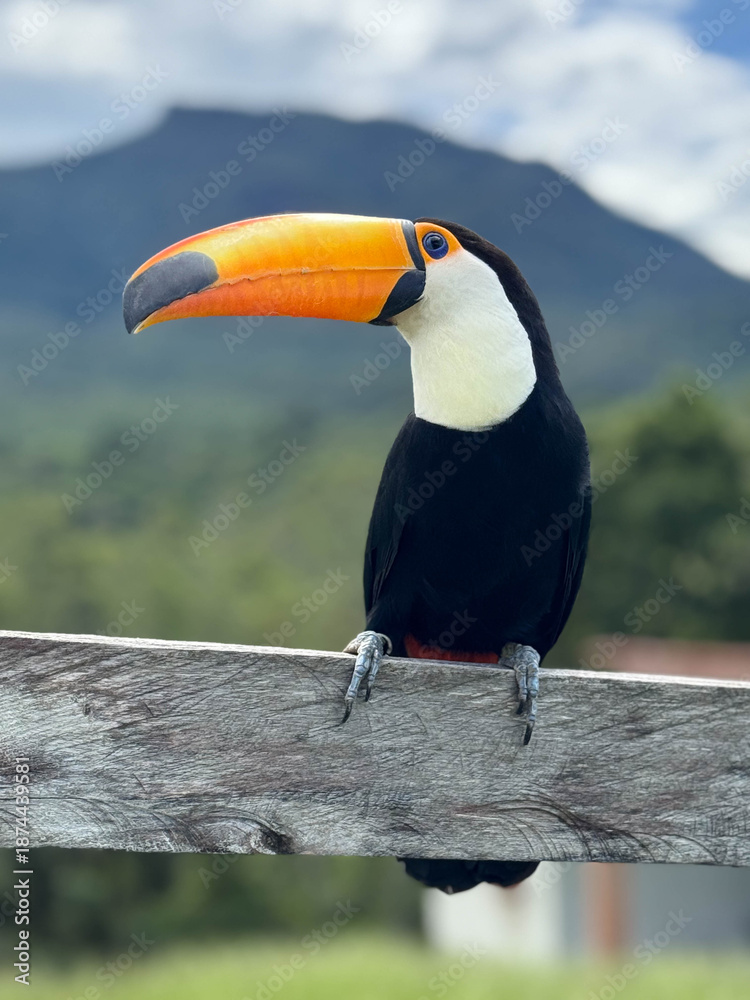 Obraz premium Toucan profile